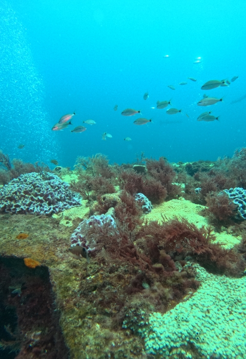 a school of fish swimming in the ocean over a reef community