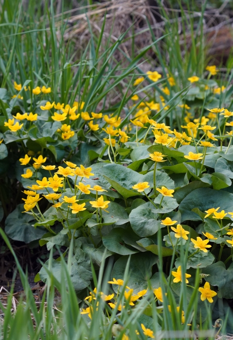 Yellow marsh marigold in bloom