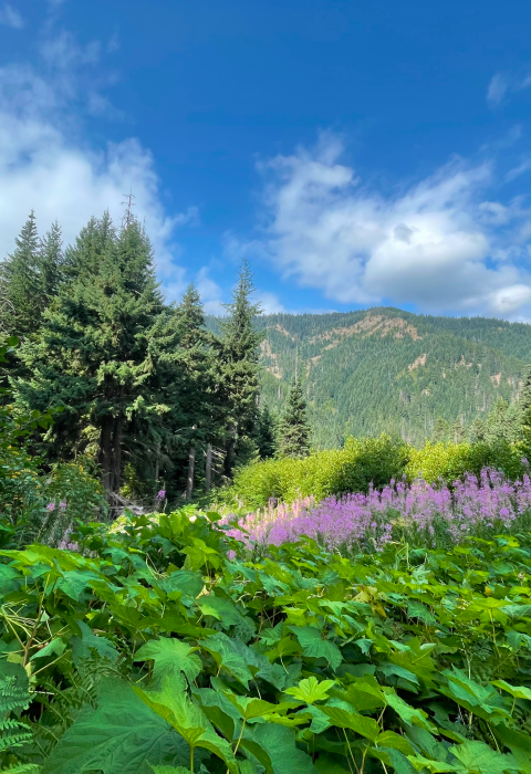 A landscape shot of green plants, trees, and mountains with bright pinkish purple flowers and a blue sky.
