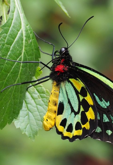 Queen Victoria's birdwing butterfly perched on a leaf