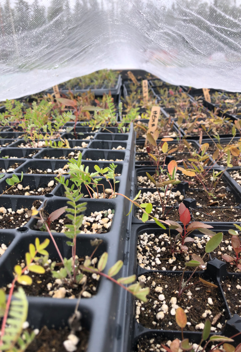 Astragalus alpinus (alpine milkvetch) and Hedysarum boreale sp. mackenziei (northern sweetvetch) seedlings grow in trays.