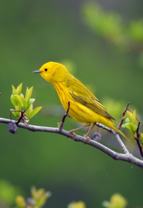 yellow warbler