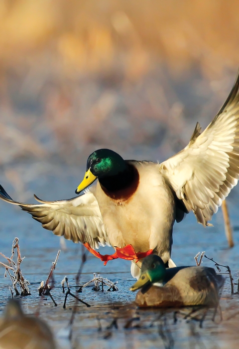 Mallard landing near decoy