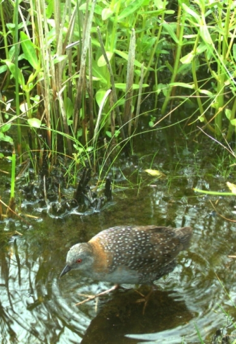 An Eastern black rail walk through water.