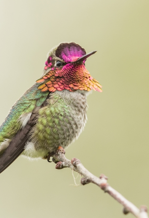 Anna's hummingbird perched in a tree