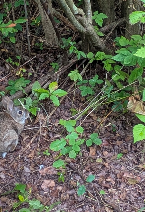 Image of New England Cottontail in understory