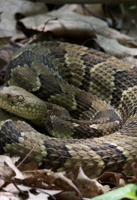timber rattlesnake curled up in dead leaves