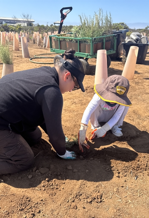 Two people planting surrounded by cones and other plants nearby.