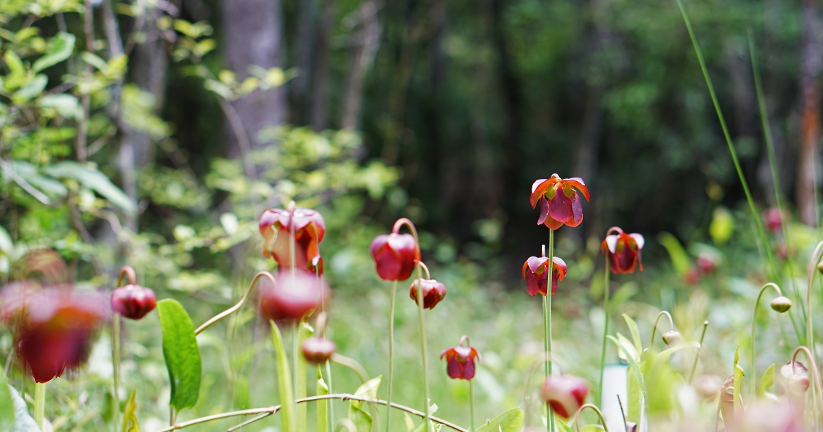 Mountain Bogs National Wildlife Refuge | Species | U.S. Fish & Wildlife ...