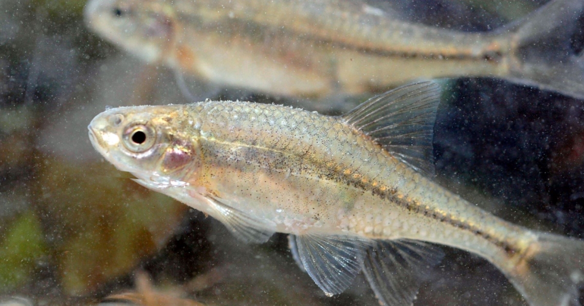 Celebrating ESA's 50th - First Fish Ever Recovered | U.S. Fish ...