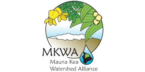 A silhouette of Mauna Kea with green leaves and yellow flowers of the mamane tree.