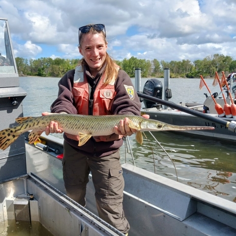 Image of FWS biologist in life vest holding a longnose gar on a boat.
