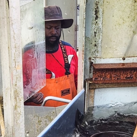 A man wearing a bucket style hat, red shirt and orange waders stands behind a metal gate-like structure in front of a small water channel full of fish.