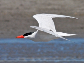 Caspian tern flying