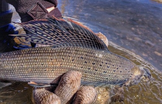The back of an arctic grayling is seen being held in clear water