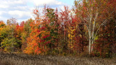 Fall Colors at Occoquan Bay NWR