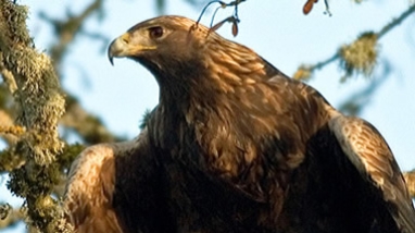 Golden eagle perched