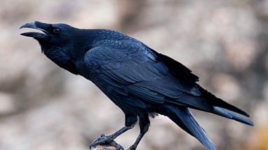 Common raven