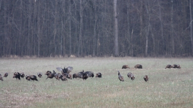 An image of a turkey flock in a field.