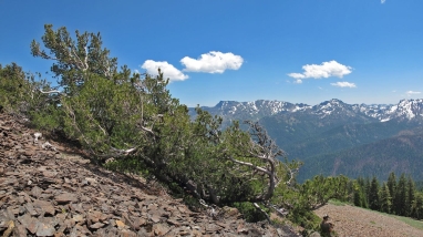 A whitebark pine in California leans against a rocky slope in the mountains