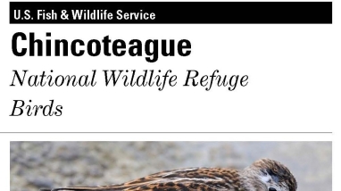 Image of cover of the Chincoteague refuge bird checklist featuring a least sandpiper