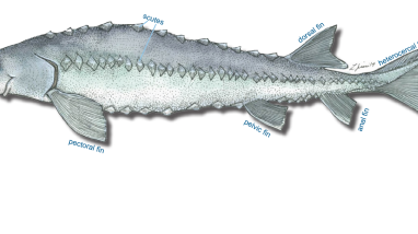 Line drawing of sturgeon body. Fins, scutes and barbels are labelled.
