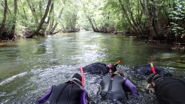 A group of snorkelers looking into the water