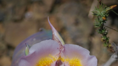 Siskiyou Mariposa lilly flower