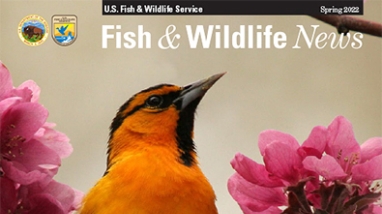 orange breasted bird amid pink flowers