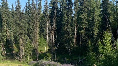 People clearing bird vetch from a field