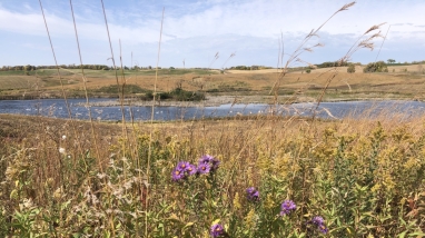 A restored prairie landscape with purple flowers uphill from a wetland