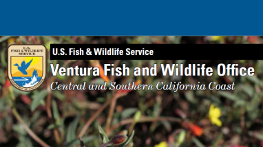 The cover of a summer newsletter depicting a small plant with yellow flowers