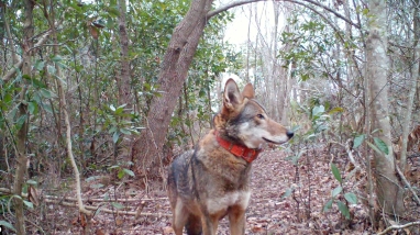 a red wolf with an orange collar
