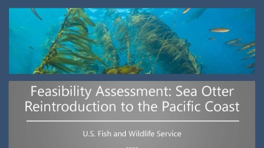 Cover photo for the Feasibility Assessment: Sea Otter Reintroduction to the Pacific Coast with a collage of photos including kelp and fish under water, a mother sea otter holding her pup in the water, people looking at fishing boats, otter swimming on back eating a sea urchin, and a view above water looking at the kelp beneath.
