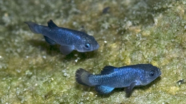 Two small blue fish in Devils Hole