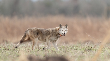 older female red wolf crossing a field