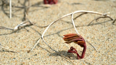 Image of sprout on beach