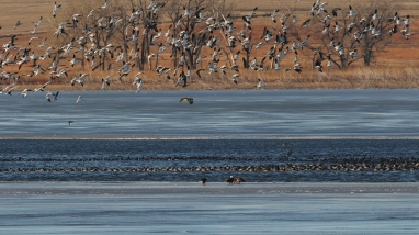 Waterfowl taking flight from frozen Kirwin Reservoir