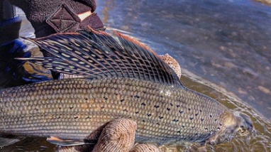 The back of an arctic grayling is seen being held in clear water