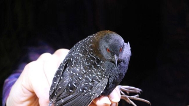 Black bird held in one hand.