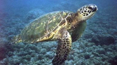 /green sea turtle swims in ocean water.