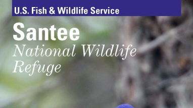 painted bunting sitting on end of branch in center with blurry tree in background