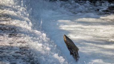 Adult Chinook salmon jumping out of flowing water