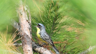 Endangered Kirtland's warbler