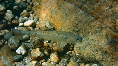 A bull trout is seen under water with rocks and debris in the foreground and a large rock in the background.