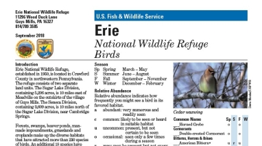 An image of the front page of the bird brochure, which provides information on bird life on the refuge and a list of species found across the refuge during each season.