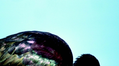 White-faced ibis feeding in wetland