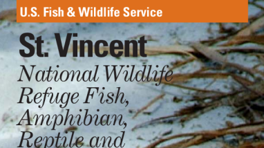 St. Vincent NWR Amphibian, Reptile, and Mammal List