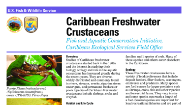 Caribbean Freshwater Crustaceans