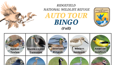 Bird Bingo - Species (Fall)